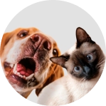 Ícone do Pet Friendly